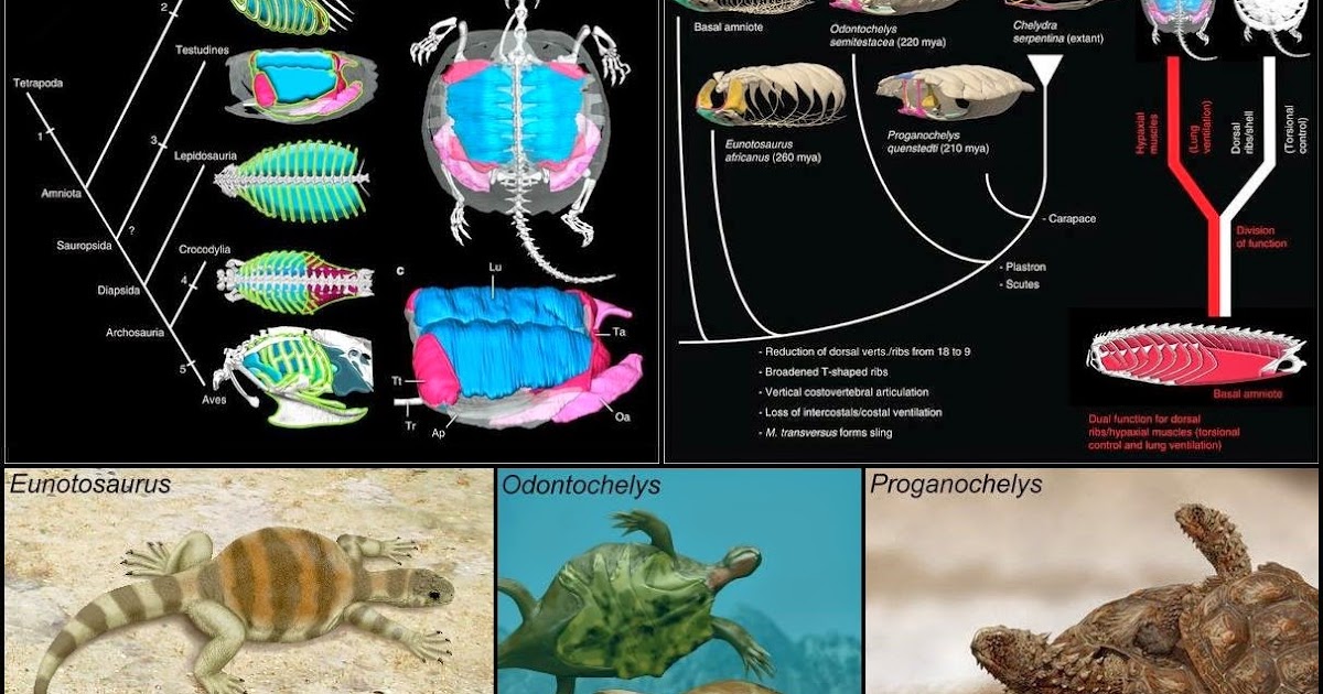 Species New to Science [Paleontology • 2014] Origin of the Unique