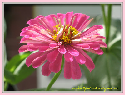 createwittyunleashed.blogspot.com : Zinnia