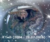 Tedi