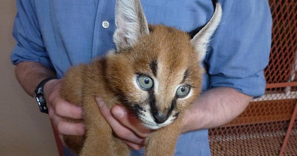 Serval cat, caracal lynx, savannah cats for sale African Caracal Lynx
