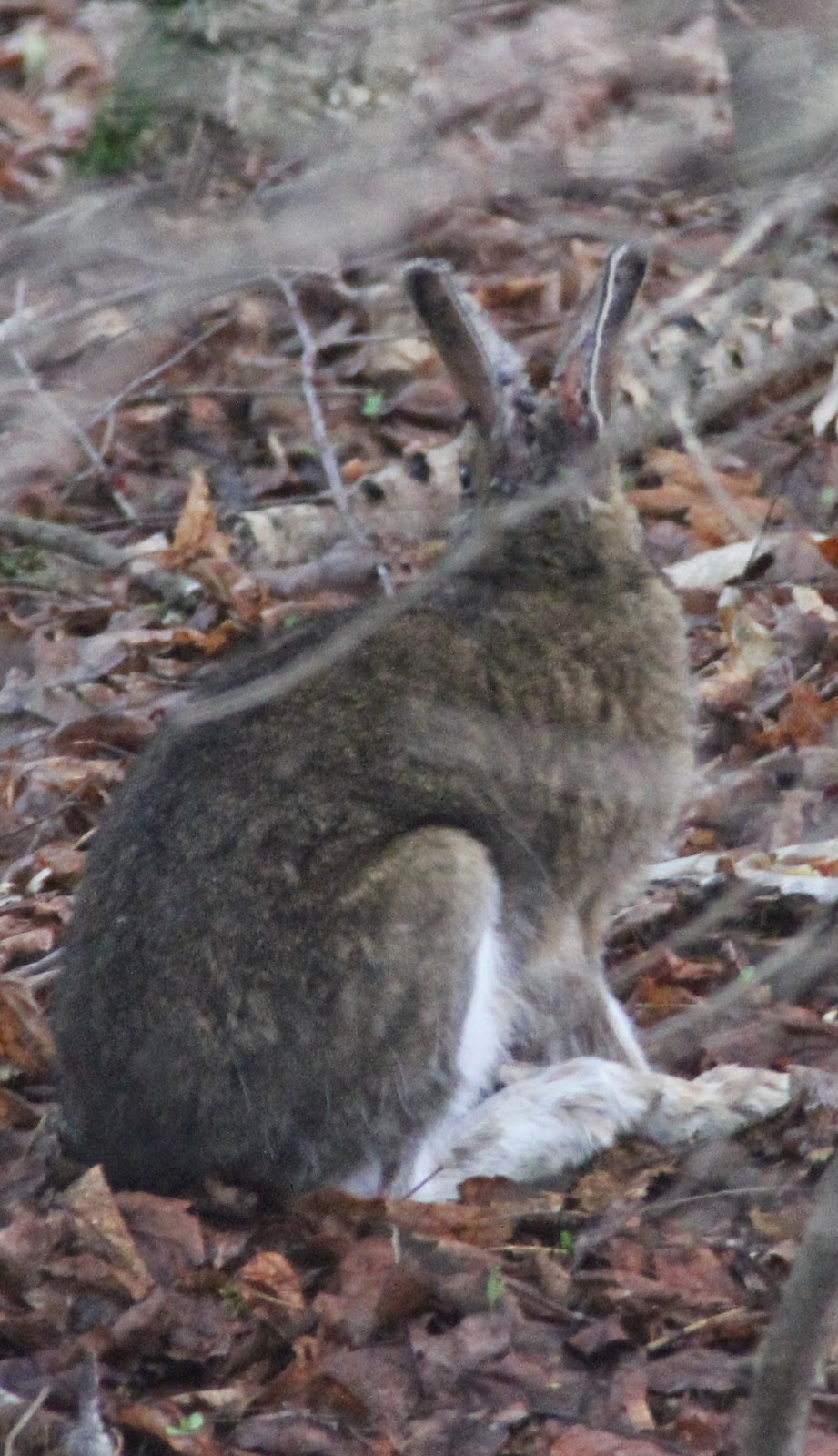 The Pudelpointer Chronicles TICKS.....AARGH!