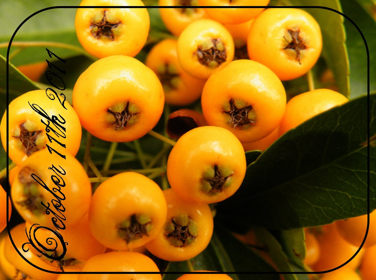 Mary's Musings: Nature's Calendar - Yellow/orange berries Mary's Musings: Nature's Calendar - Yellow/orange berries