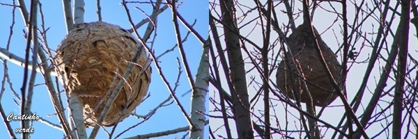 Ninho Vespa velutina ou vespa asiática 