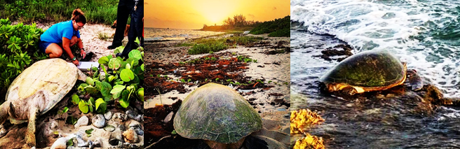 turtle monitoring programs Turtle Island