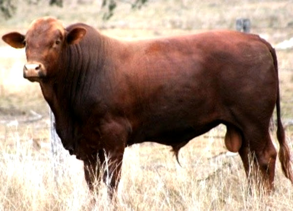 belmont red cattle, about belmont red cattle, breeding belmont red cattle, caring belmont red cattle, feeding belmont red cattle, housing belmont red cattle, raising belmont red cattle, how to care for belmont red cattle, how to raise belmont red cattle, belmont red cattle farming, commercial belmont red cattle farming, commercial belmont red cattle farming business, belmont red cattle farming business, how to start belmont red cattle farming