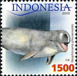 Endonezya pulunda sırt yüzgeçsiz liman yunusu