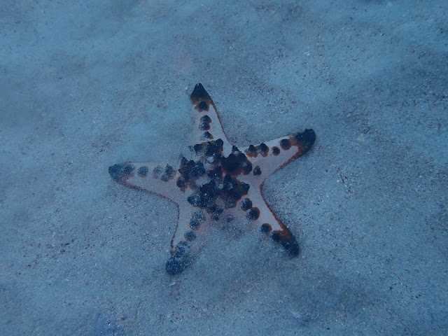 Protoreaster nodosus Protoreaster nodosus