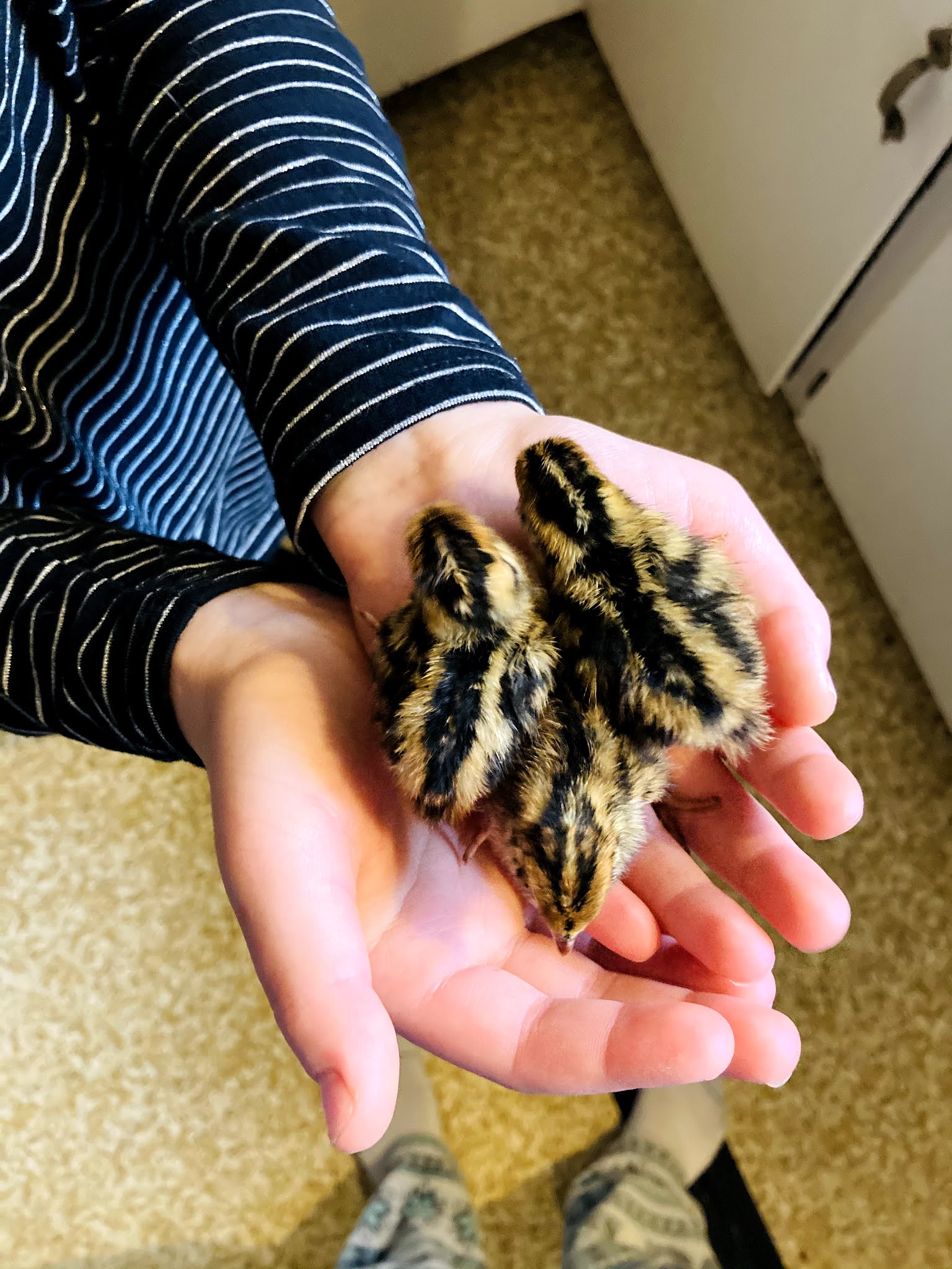 Line Upon Line: Quail Babies