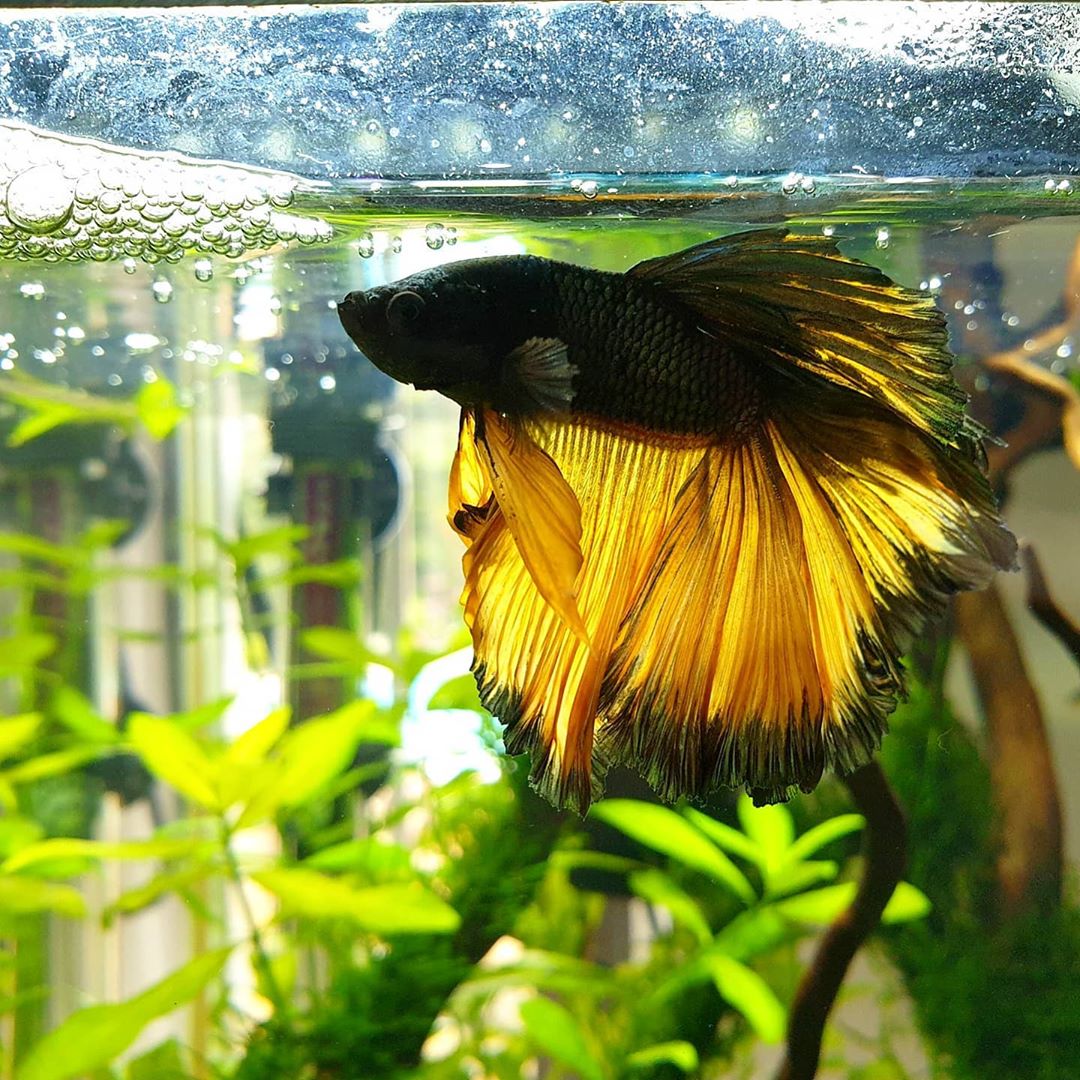 Look The Very Beautiful Halfmoon Tail Mustard Gas Betta Fish Type