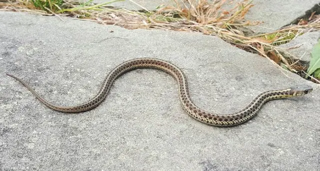 snake on cement patio