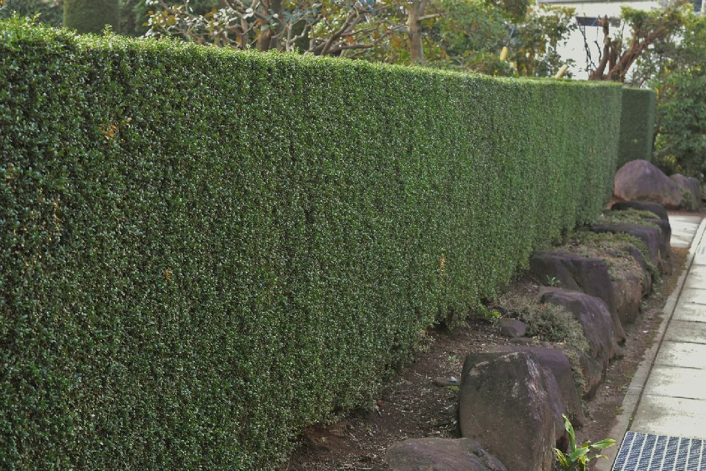 10 Best Pam S Gardens Images Plants Landscaping Plants