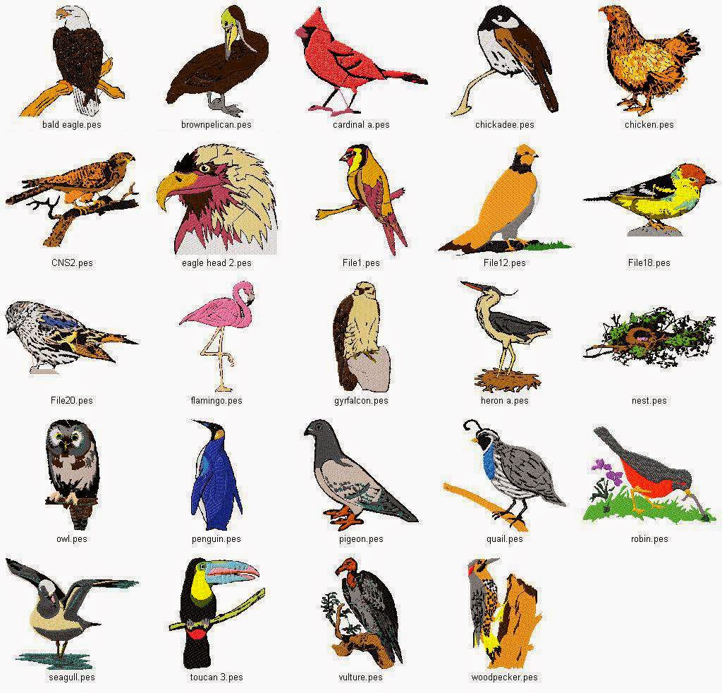all birds details