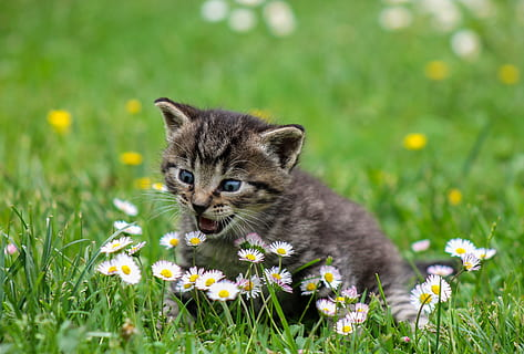 Kucing Muntah Berbusa