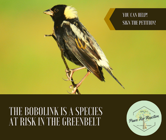 Paws for Reaction: Species at risk in the Greater Golden Horseshoe set