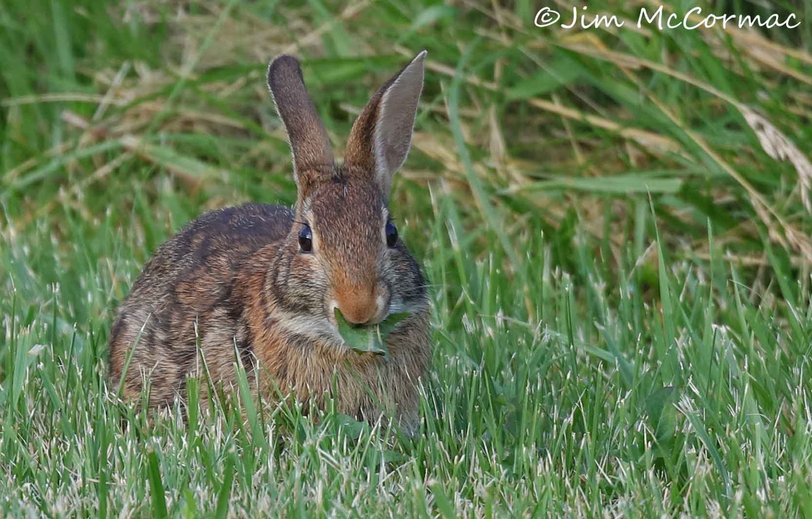Ohio Birds and Biodiversity Teeming with rabbits