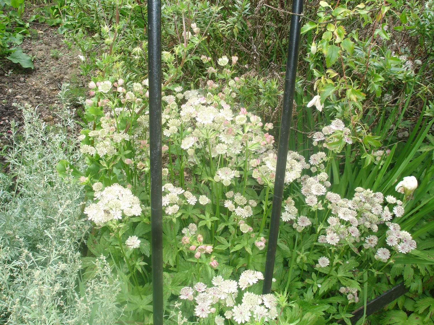 North Stoke: One World Garden - Hyland House