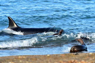 20 11 2021 el mar la meseta y%2B%25286%2529