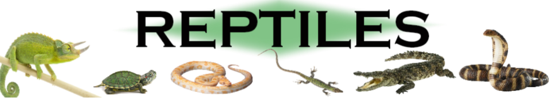 REPTILES