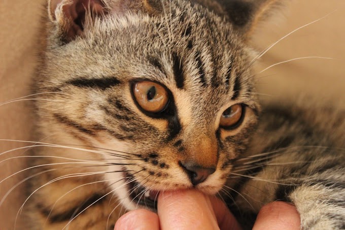 Cara Mengobati Luka Gigitan Kucing Untuk Mencegah Infeksi