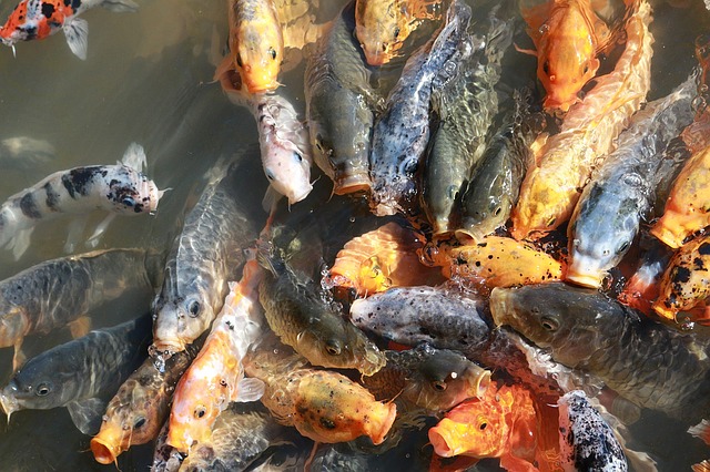 where-to-buy-koi-pond-plants-near-me-3.jpg where-to-buy-koi-pond-plants-near-me-3.jpg