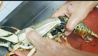 Removing lobster head to peel for lobster hot garlic sauce recipe