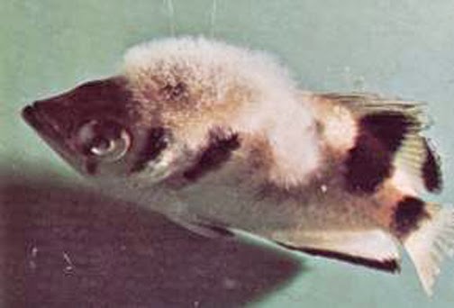 koi-pond-bacteria-image4.jpg