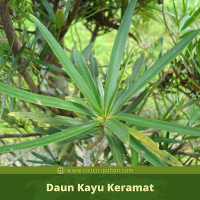 Daun Kayu Keramat