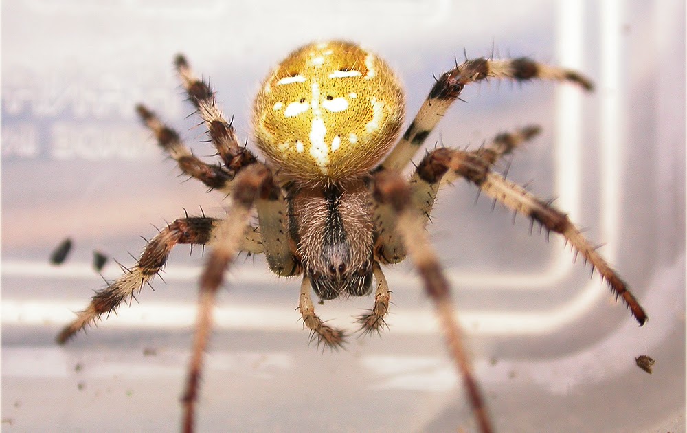 Arachnerds Four Spot Orb Weaver Spider Araneus quadratus
