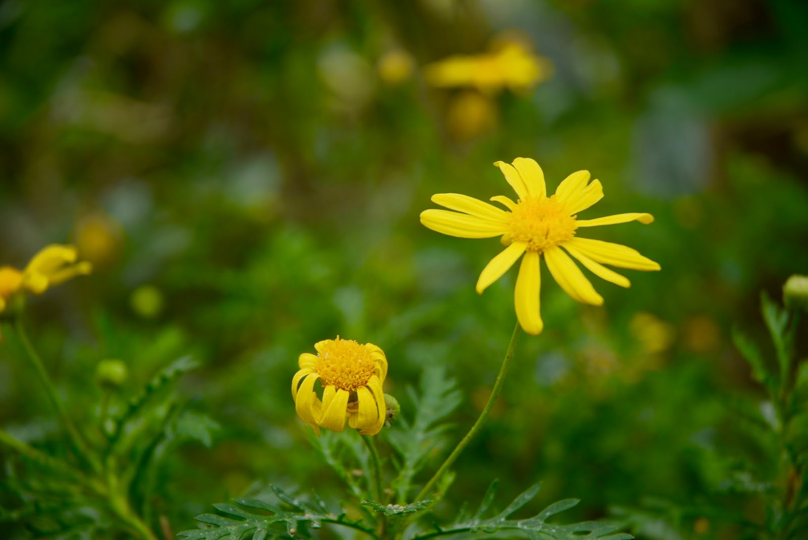 Randomosity The Flowers That Bloom In Spring