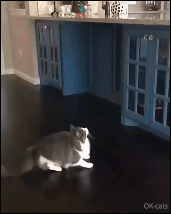 Funny Cat GIF • 2 funny cat jump fails but If at first you don’t succeed, try again and again... until you WIN! Funny Cat GIF • 2 funny cat jump fails but If at first you don’t succeed, try again and again... until you WIN!
