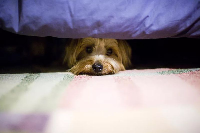 Why Do Fireworks Scare Dogs?