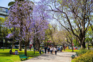 Jacarandás de Buenos Aires. Comenzó el proceso de floración.