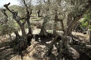 the oldest olive tree
