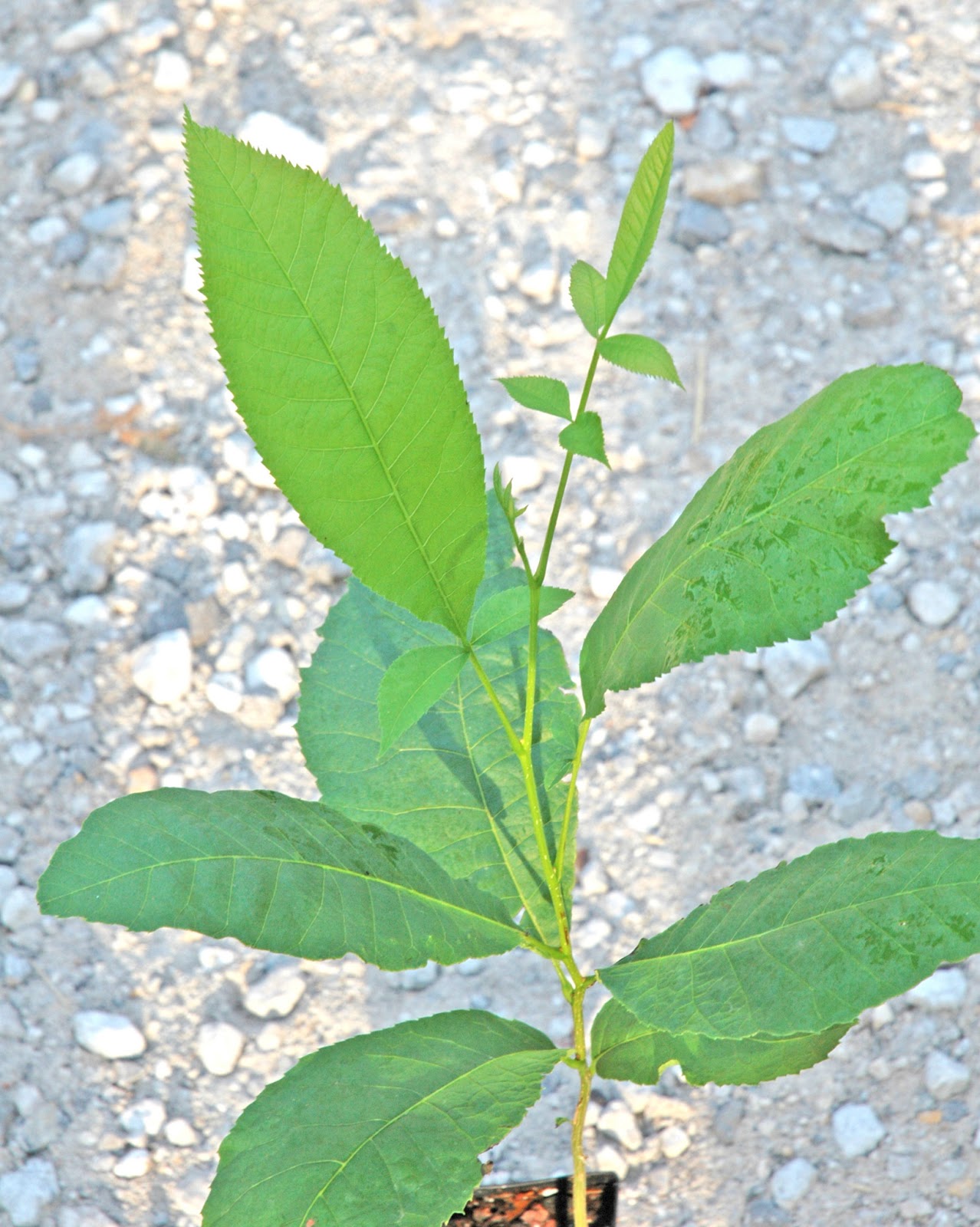 Northern Pecans Pecan seedlings from simple to compond leaves