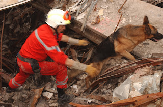 11 Eylül 2001 deki Dünya Ticaret Merkezi'ne yapılan saldırı sonrası yıkılan binanın enkazında arama yapan Alman Çoban Köpeği