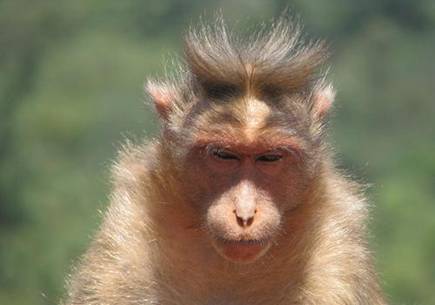99 WOW: Men Mimic Monkeys Hairstyleالرجال يقلدون تسريحات شعر القرود