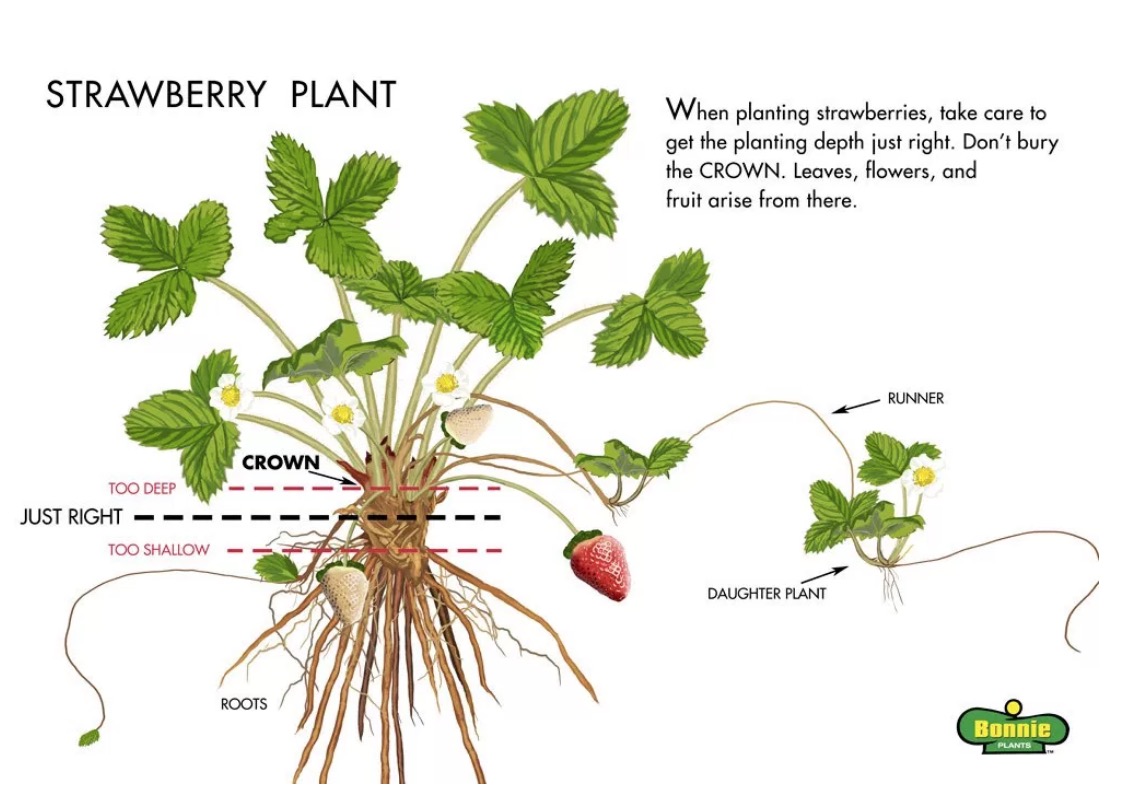 Cara Penjagaan Pokok Strawberry Cara Penjagaan Pokok Strawberry