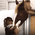 Η αγκαλιά του σκύλου στο άλογο που έγινε viral 