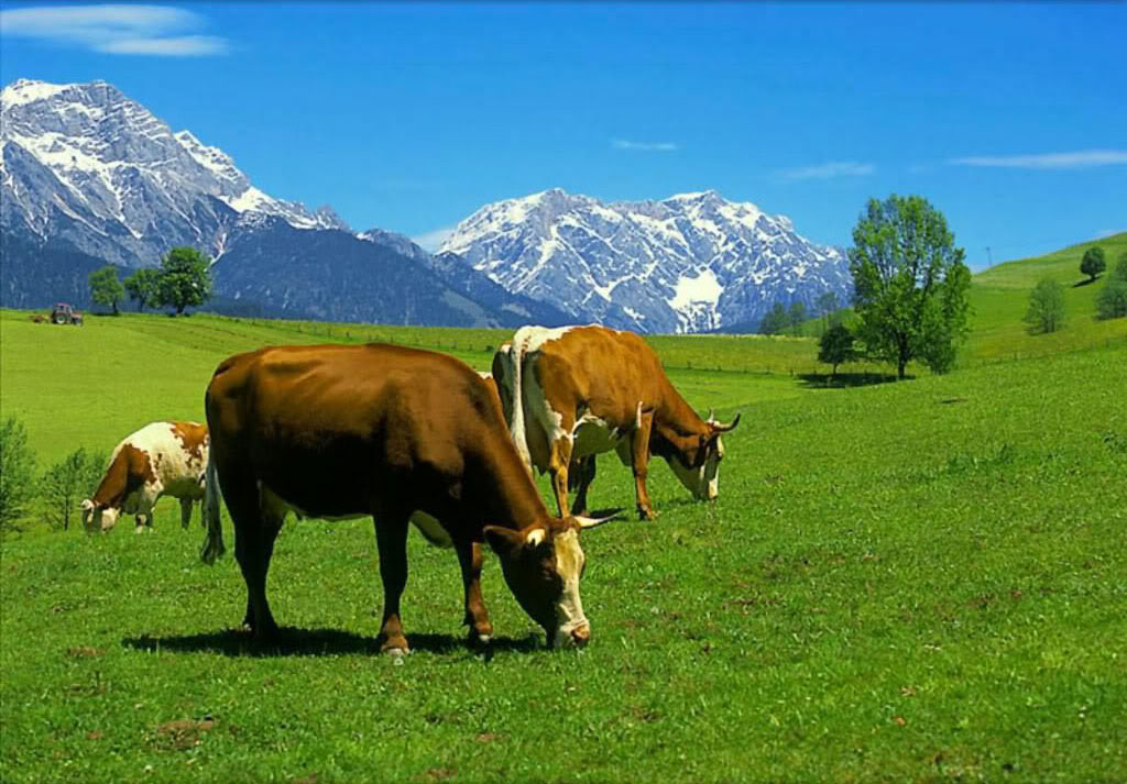 Cow High Resolution Wallpapers Free Download Wallpapers Photosz