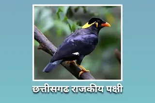 छत्तीसगढ़ राजकीय पक्षी