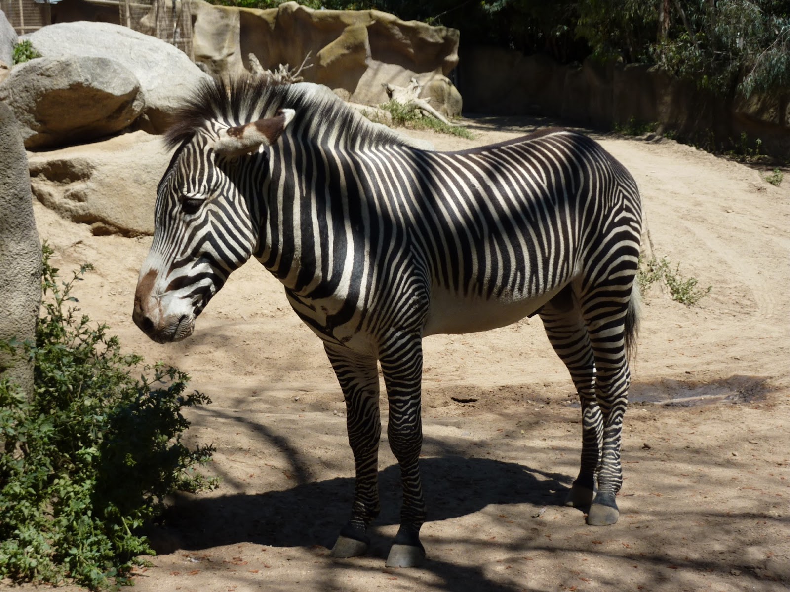 Just Breathe SAN DIEGO ZOO SUNDAYS IN MY CITY