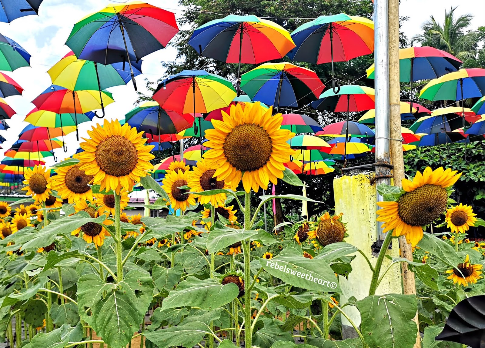 The Rebel Sweetheart. A Trip to JASIF (Joni and Susan and