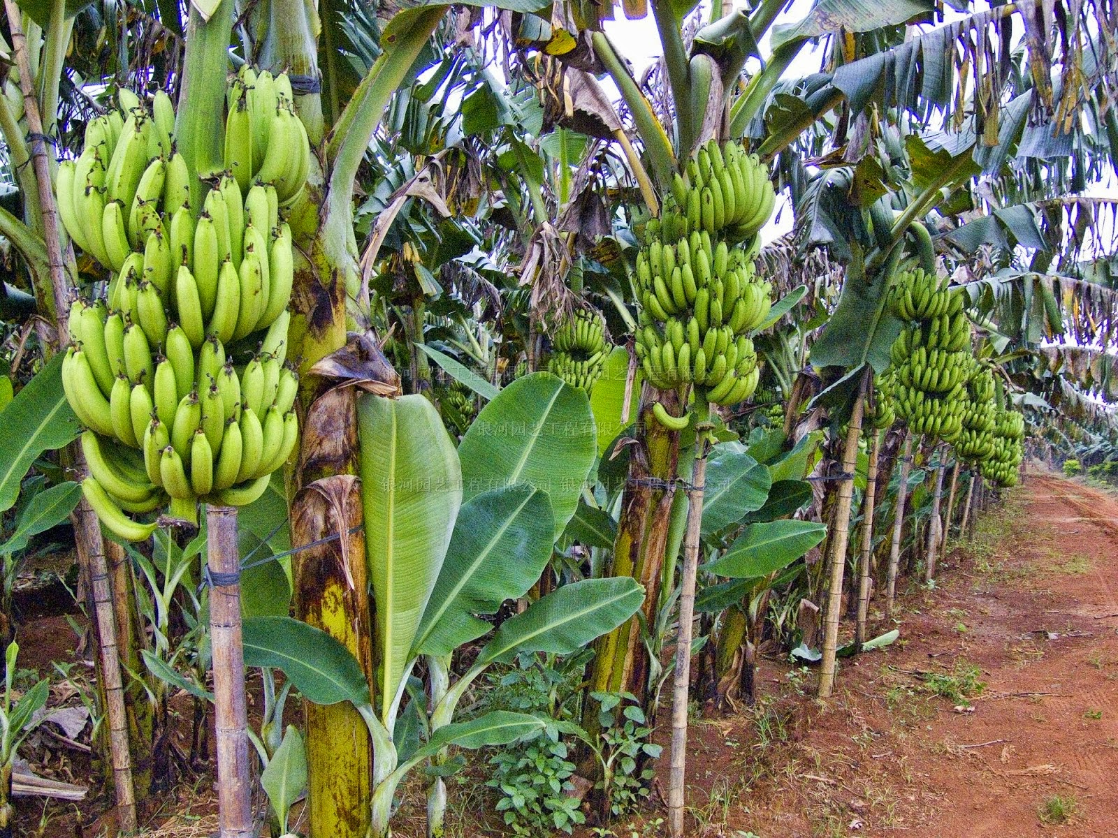 Pemeliharaan Tanaman Pisang Petani Indonesia