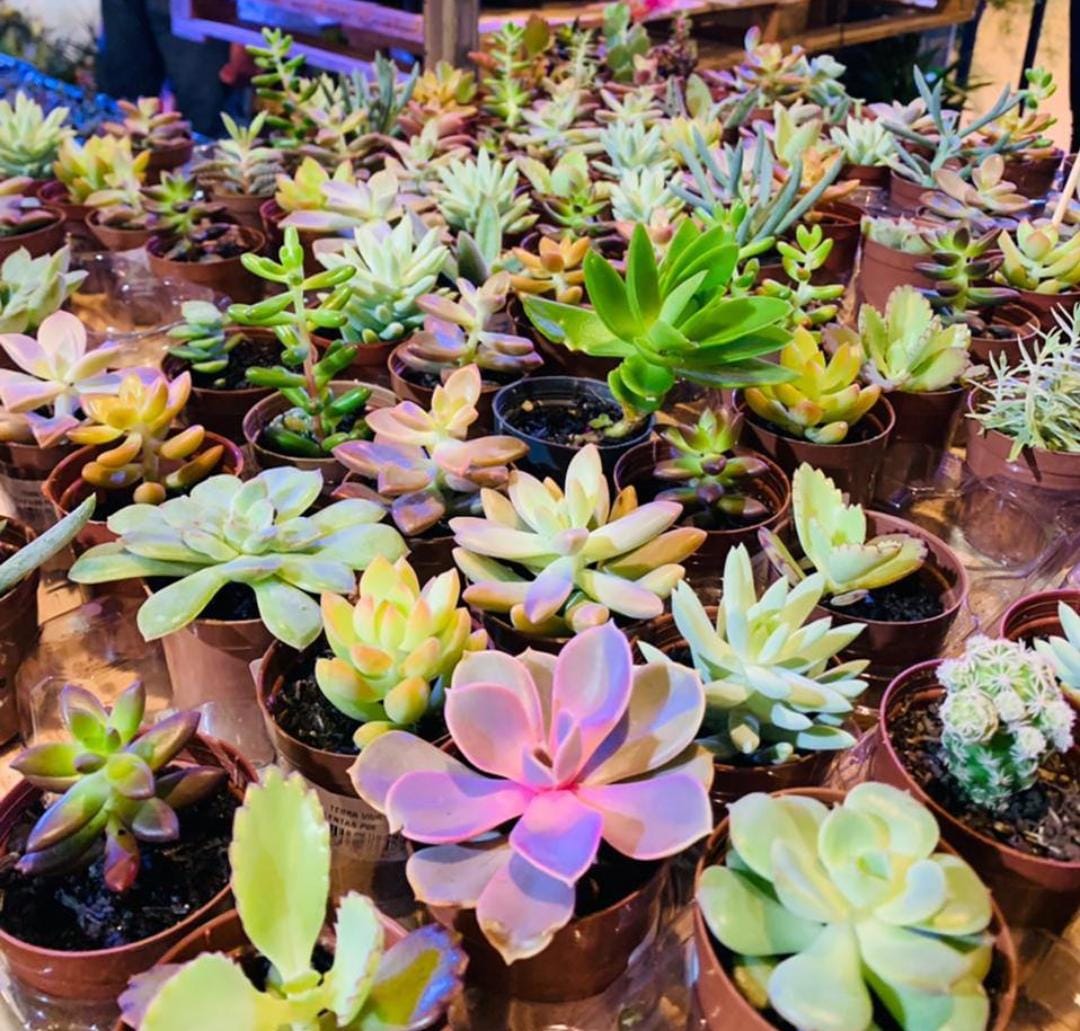 Feira das Flores agita o fim de semana no Bangu Shopping  Jornalwebdigital