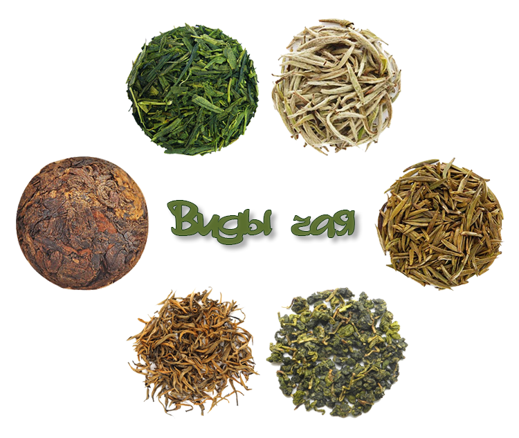 Самый распространенный вид чая. Чай. Разновидности чая. Основные разновидности чая. Виды чая картинки.