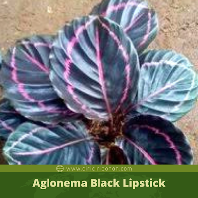 Ciri Ciri Pohon Aglonema Black Lipstick