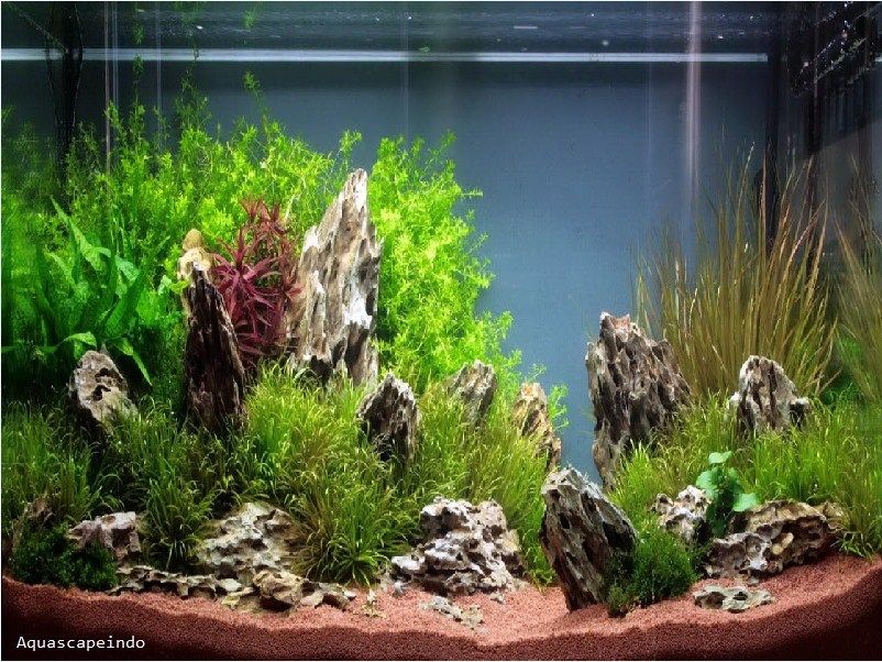 Cara Desain Hiasan Aquarium Untuk Ikan Koki Yang Baik Dan