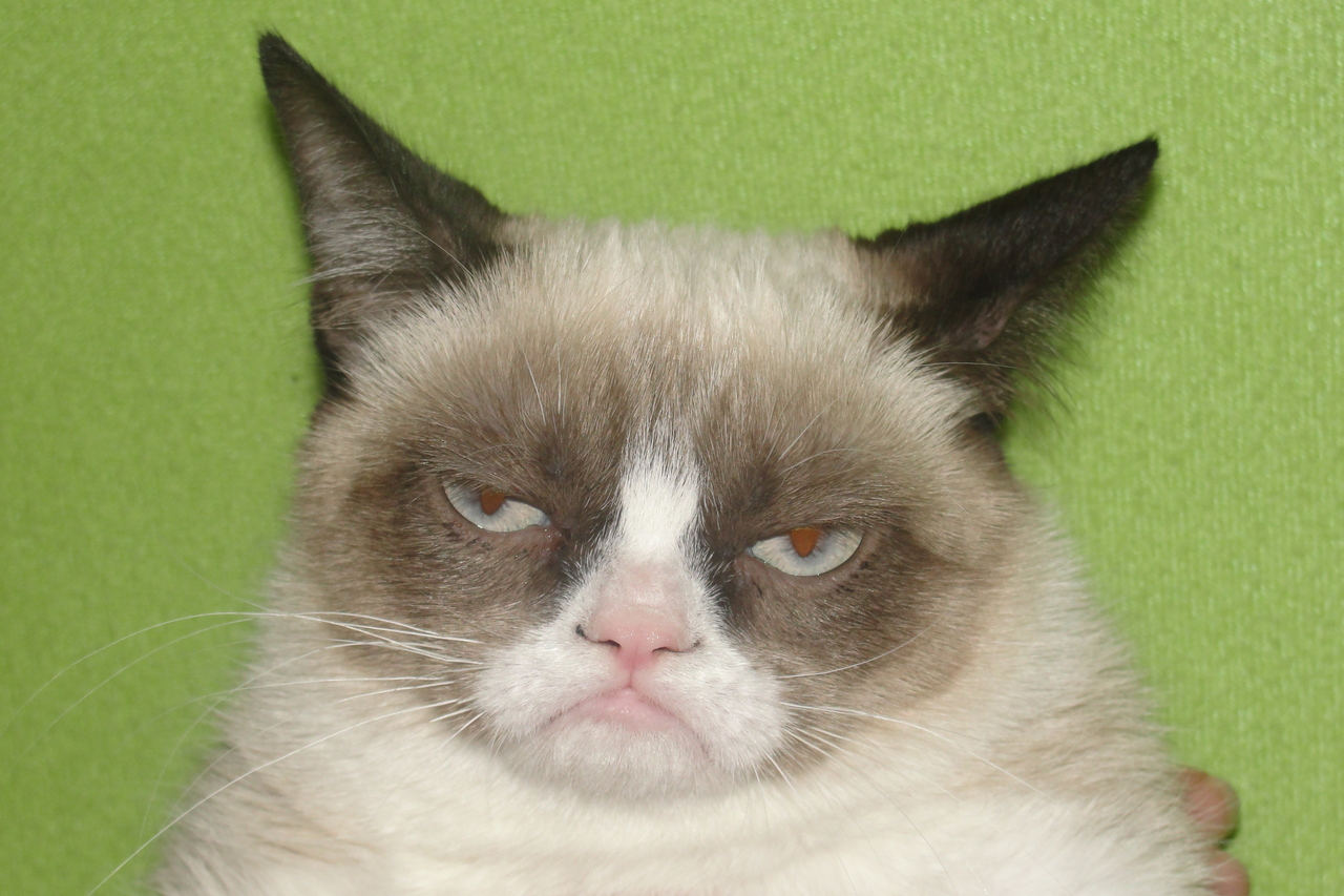 WhateverGirl: Grumpy Cat