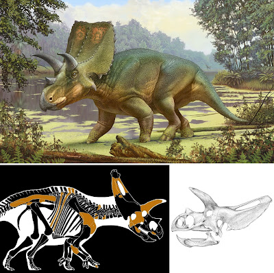 Sierraceratops_turneri-novataxa_2021-Dalman_Lucas_Jasinski_et_Longrich__NMMNHS-.jpg