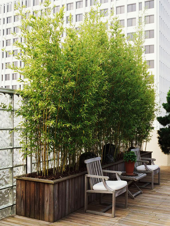 Minimalist Plants For Patio Privacy New Decorating Ideas